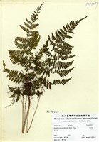 藏品(假冷蕨)的圖片